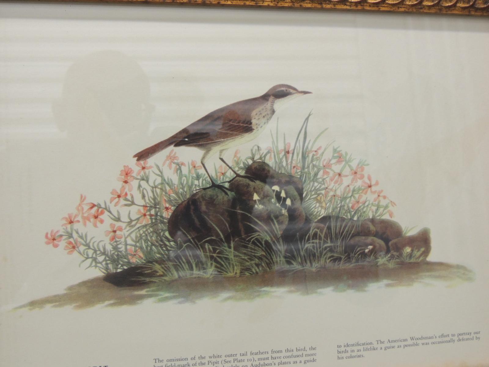 Vintage bird print in gold frame.
Fox sparrow bird
Size: 13.5