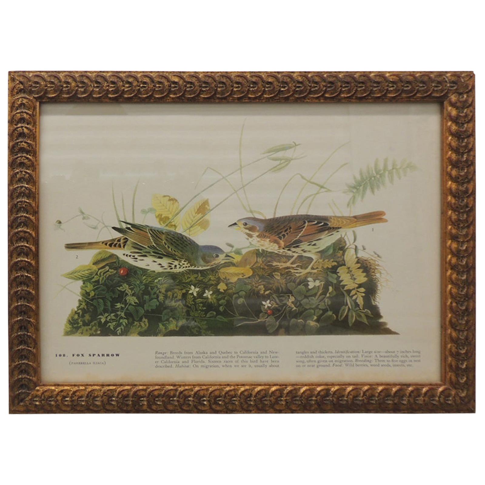 Vintage Bird Print in Gold Frame For Sale at 1stDibs