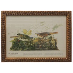 Vintage Bird Print in Gold Frame