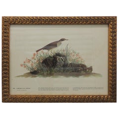 Vintage Bird Print in Gold Frame