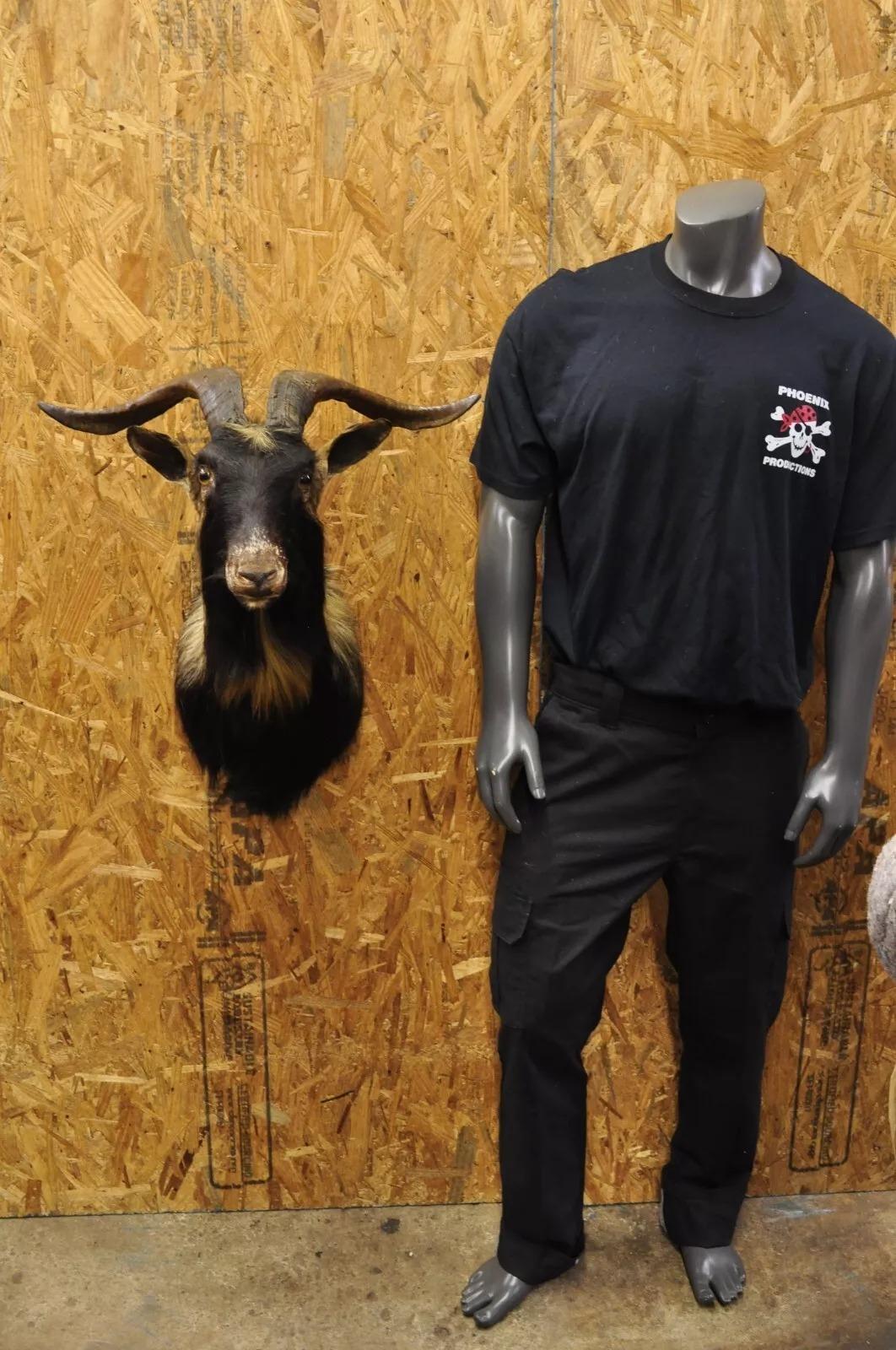 Vintage Black Catalina Longhorn Goat Ram Shoulder Mount Wall Taxidermy. CIRCA Spätes 20. Jahrhundert. Abmessungen (insgesamt): 26