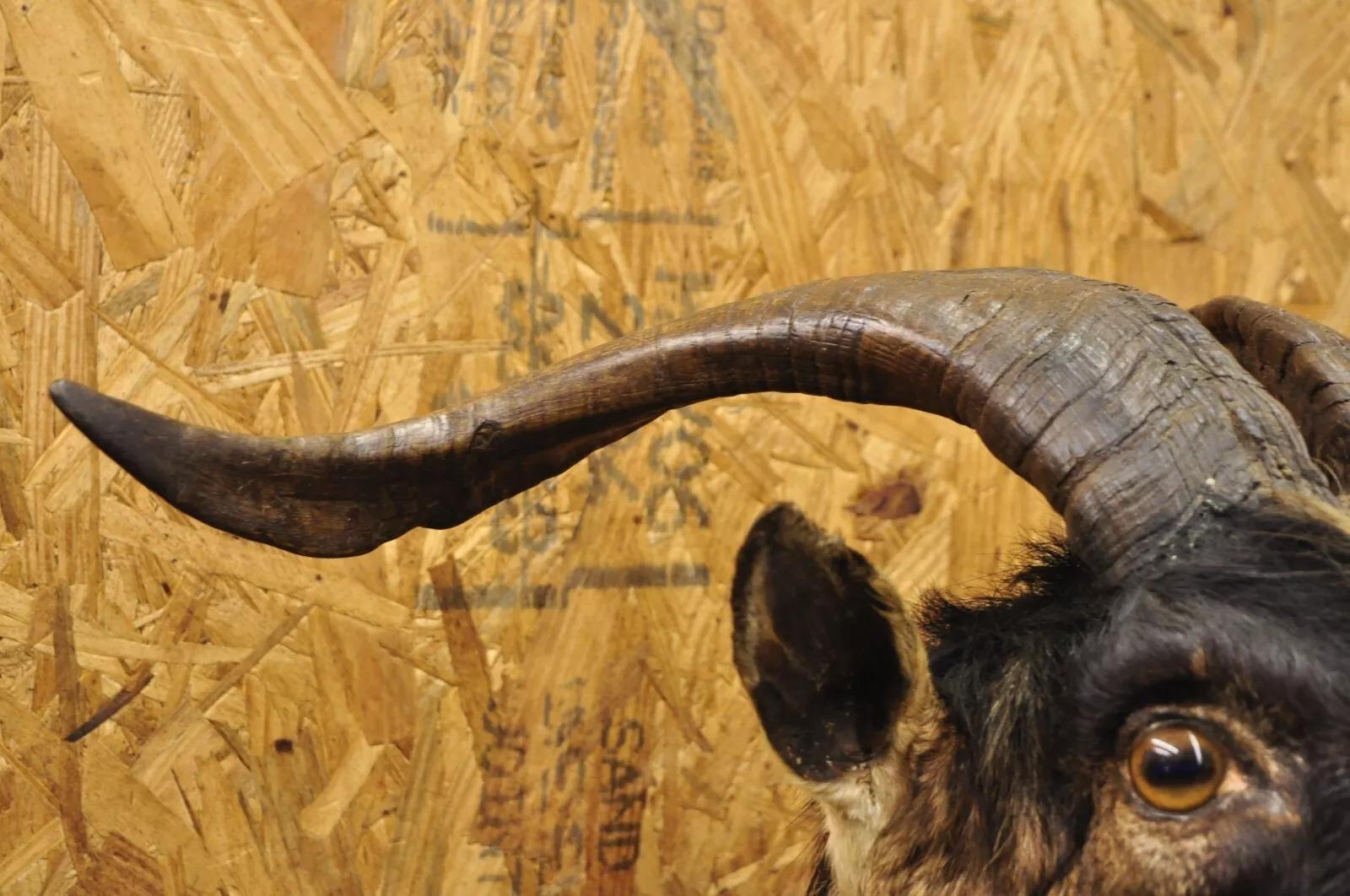Schwarz Catalina Longhorn Ziege Widder-Schulterhalterung Wand Taxidermie, Catalina Longhorn im Zustand „Gut“ im Angebot in Philadelphia, PA