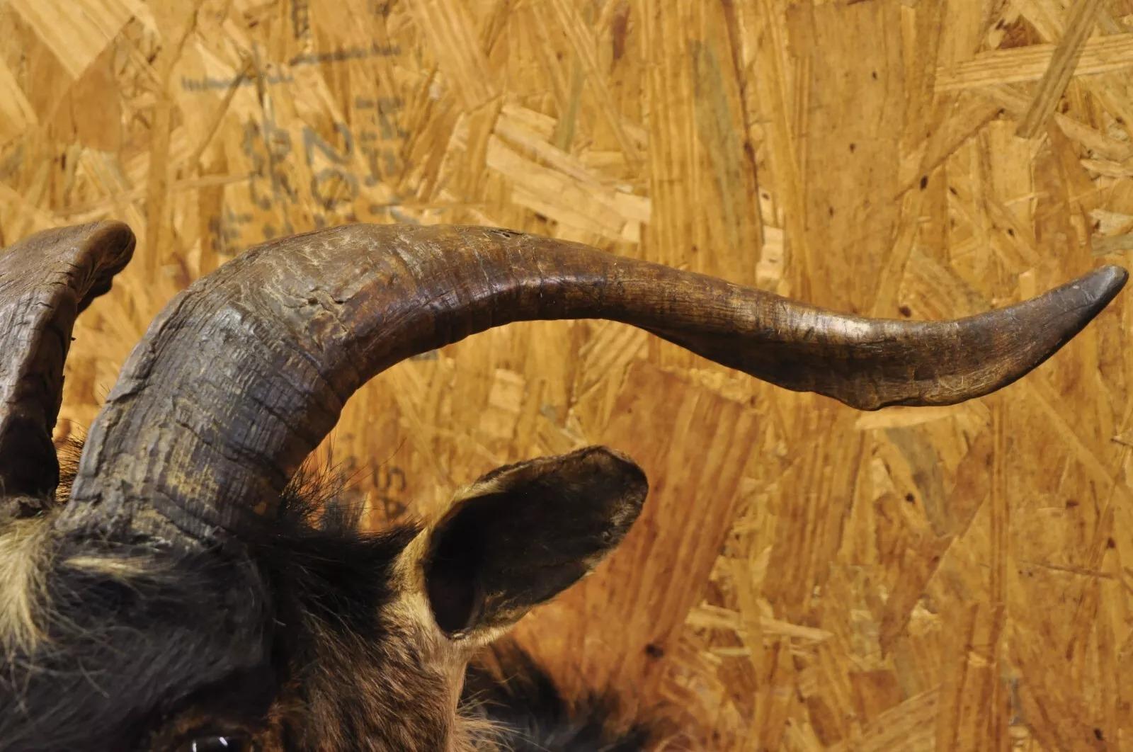 Schwarz Catalina Longhorn Ziege Widder-Schulterhalterung Wand Taxidermie, Catalina Longhorn (Horn) im Angebot