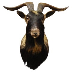 Taxidermie murale Vintage Black Catalina Longhorn Goat Ram Shoulder Mount