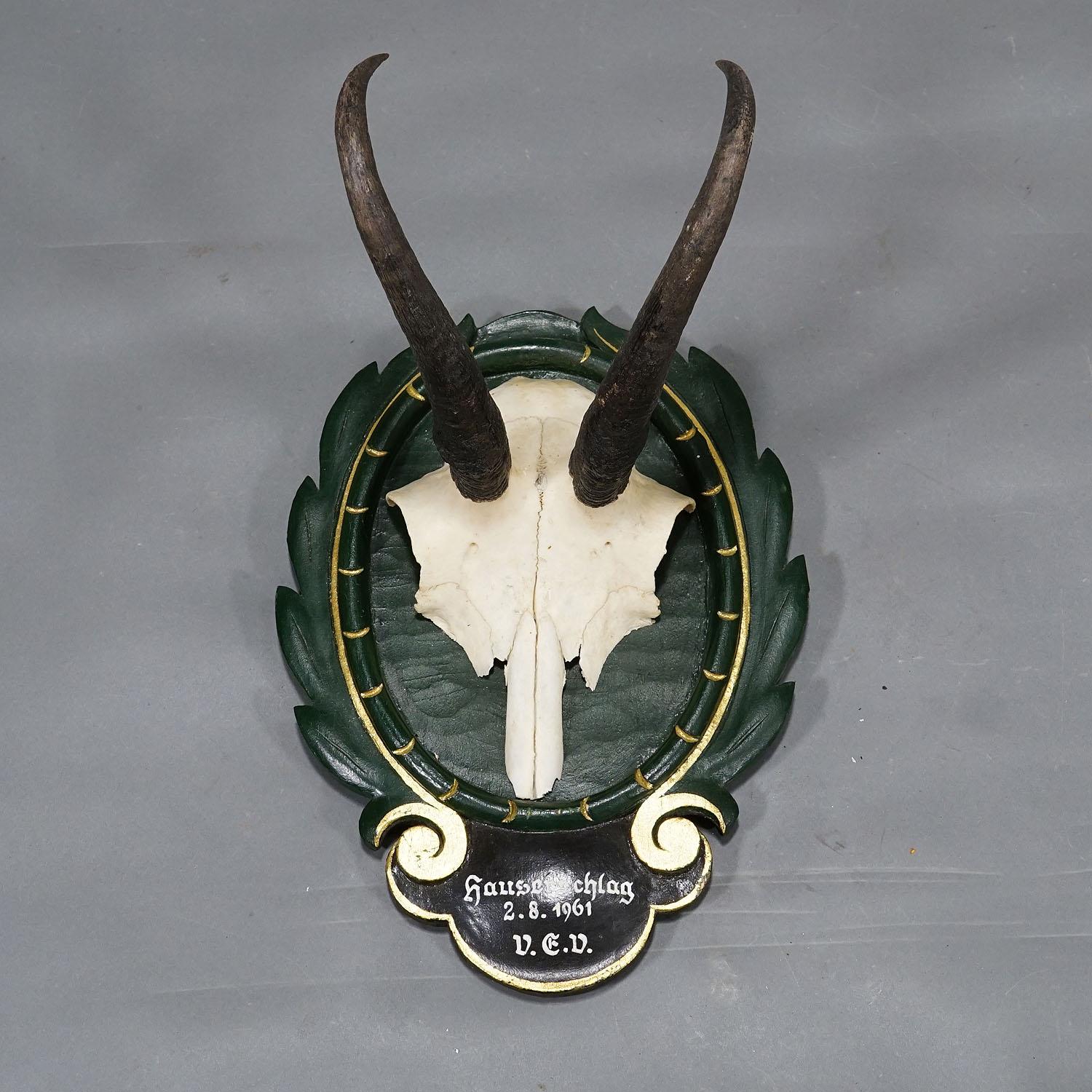 Vintage Black Forest Chamois Trophy on Carved Plaque 1961 In Good Condition For Sale In Berghuelen, DE