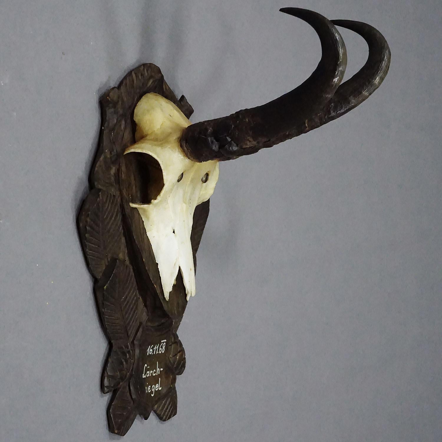 Vintage Black Forest Gämsen Trophäe auf geschnitzten Plaque 1968 im Zustand „Gut“ im Angebot in Berghuelen, DE