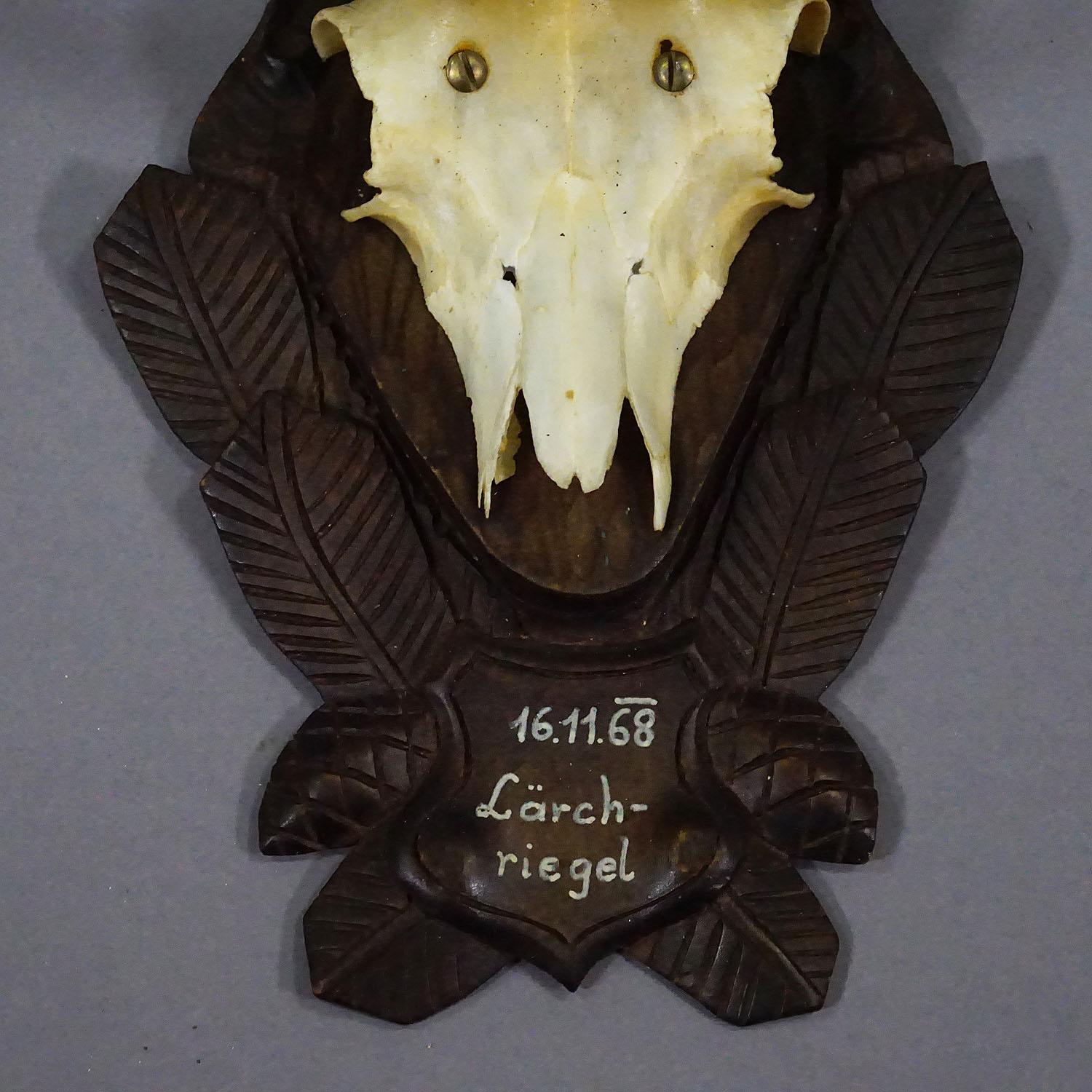Vintage Black Forest Gämsen Trophäe auf geschnitzten Plaque 1968 im Angebot 1