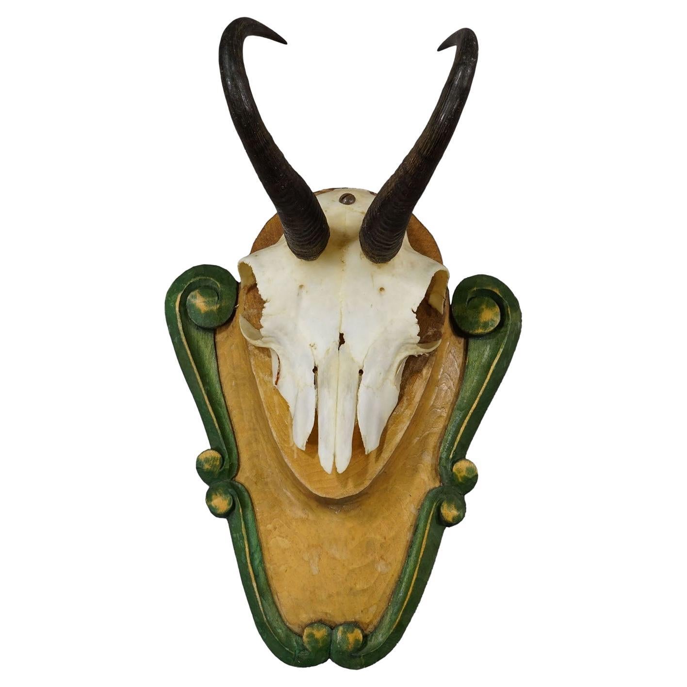 Vintage Black Forest Gämse Trophäe auf geschnitzter Plakette ca. 1950