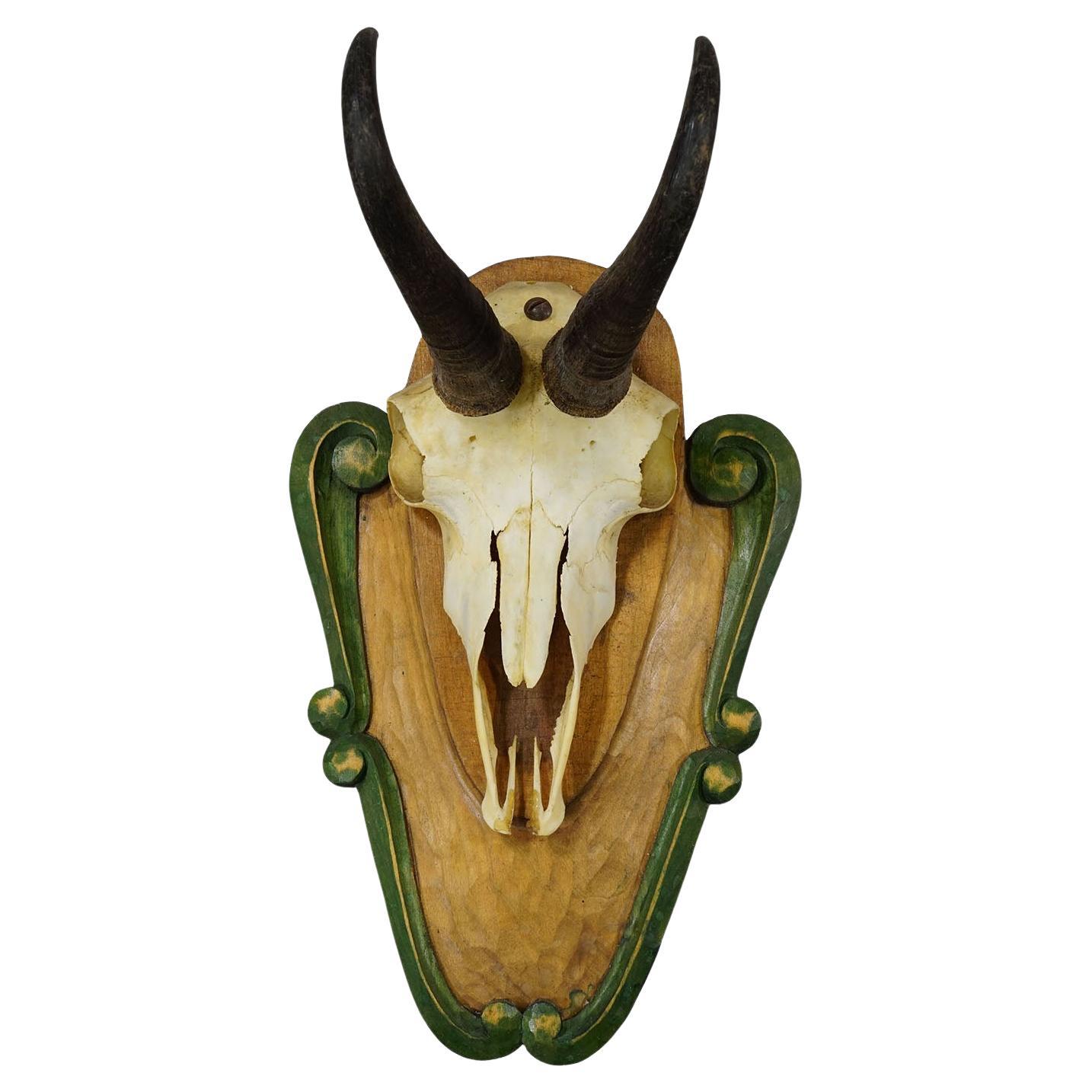 Vintage Black Forest Gämse Trophäe auf geschnitzter Plakette ca. 1950