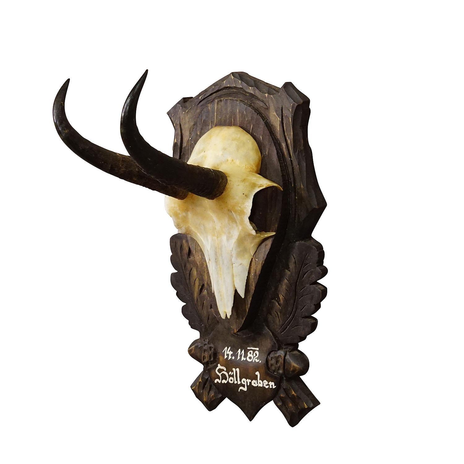 Vintage Black Forest Chamois Trophy on Carved Plaque

A vintage chamois (Rupicapra rupicapra) trophy mounted on a wooden carved plaque. The plaque features a handpainted inscription and a paper lable with all data of the hunt on the back. The trophy