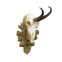 Vintage Black Forest Chamois Trophy on Wooden Plaque, Germany 1960s