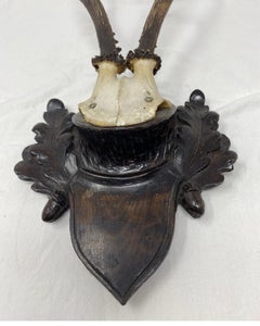 Vintage Black Forest Deer Antler Trophy