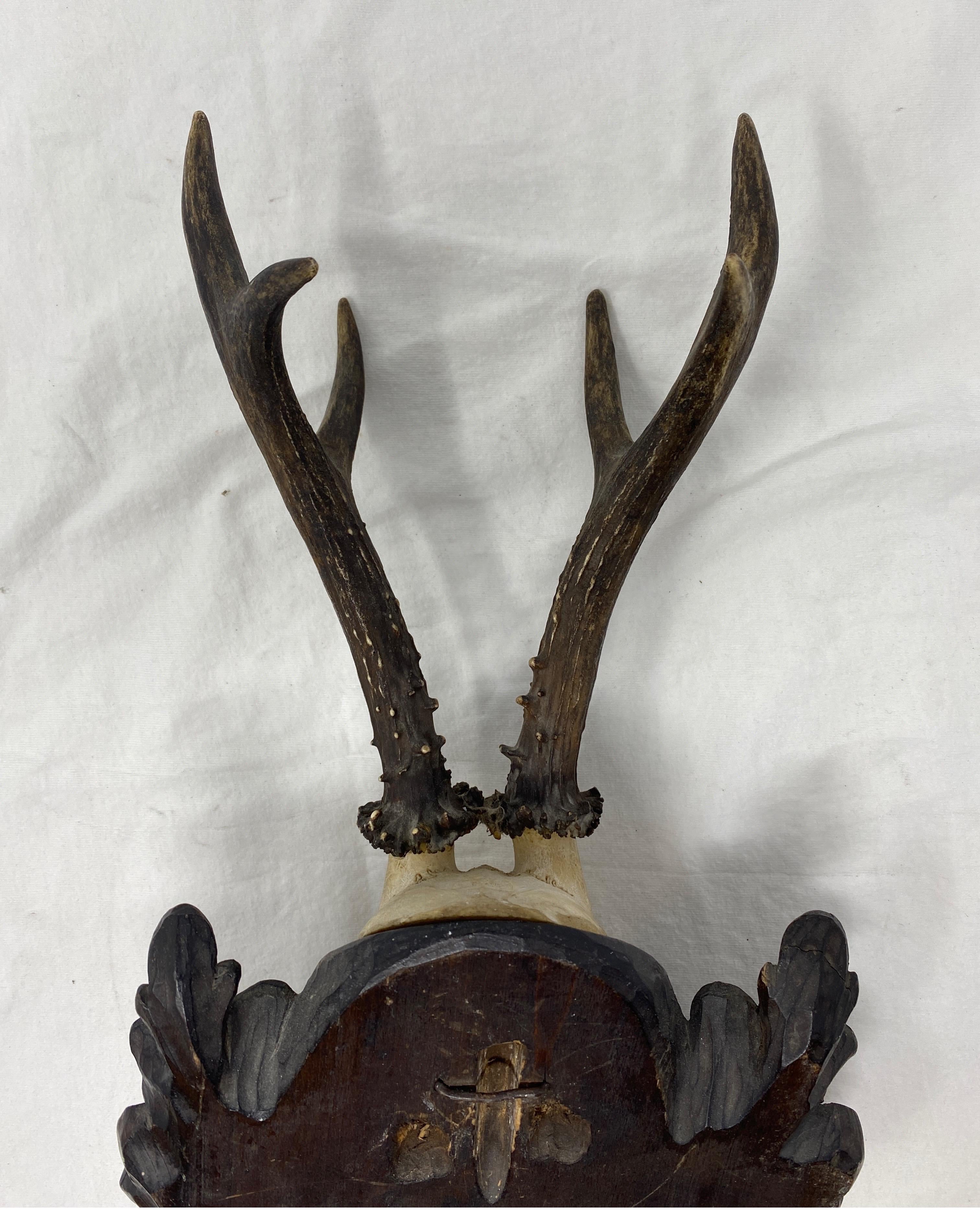 Wood Vintage Black Forest Deer Antler Trophy