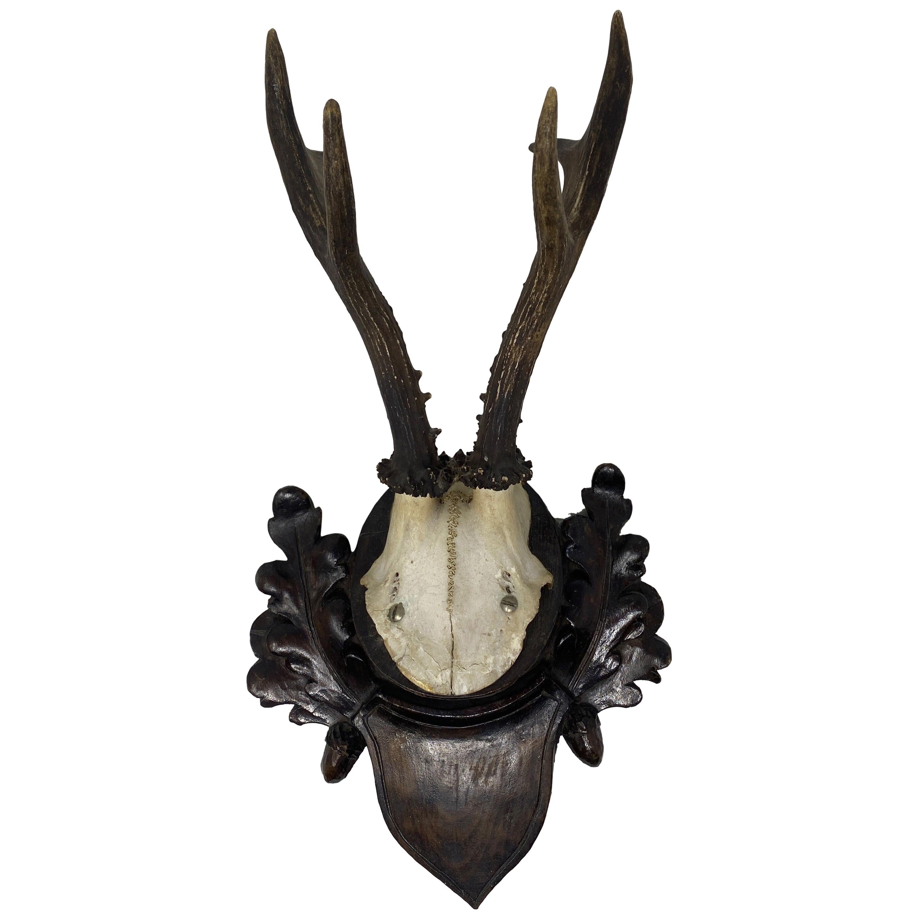 Vintage Black Forest Deer Antler Trophy