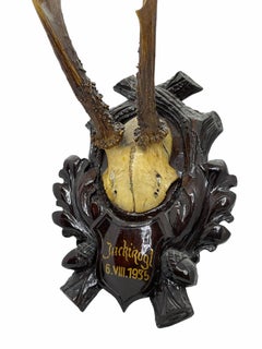 Vintage Black Forest Deer Antler Trophy on Wood Carved Plaque, Austria, 1935