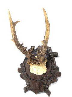 Vintage Black Forest Deer Antler Trophy on Wood Carved Plaque, German, 1930s