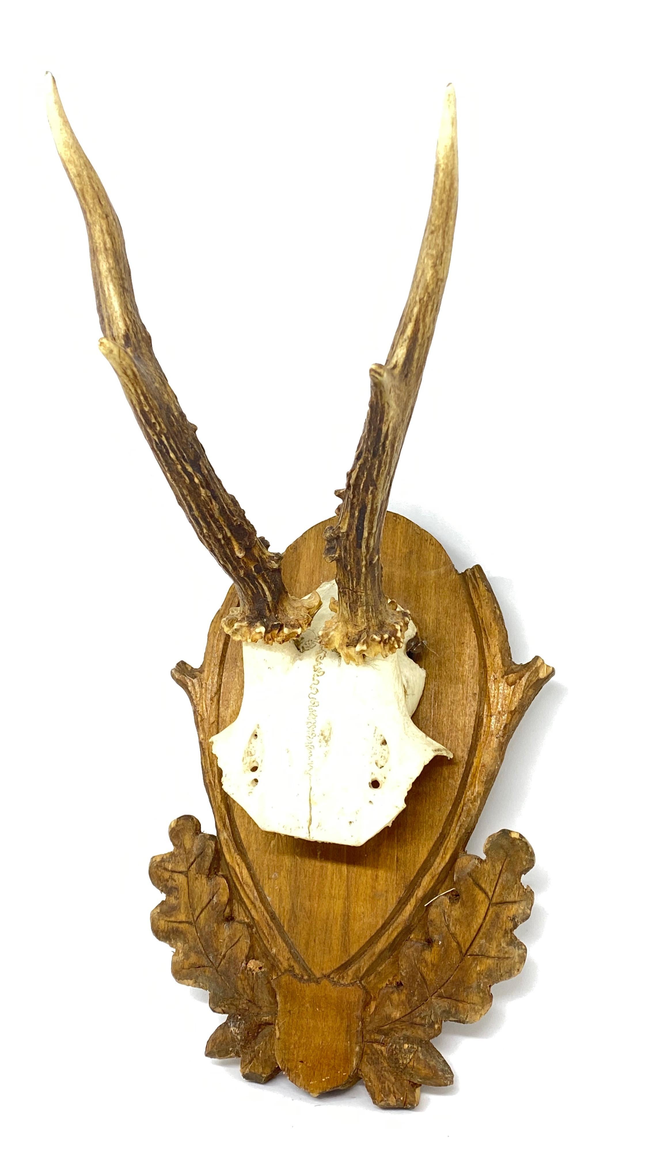 A beautiful vintage Black Forest deer antler trophy on hand carved, Black Forest wooden plaque. It measures approximate 12