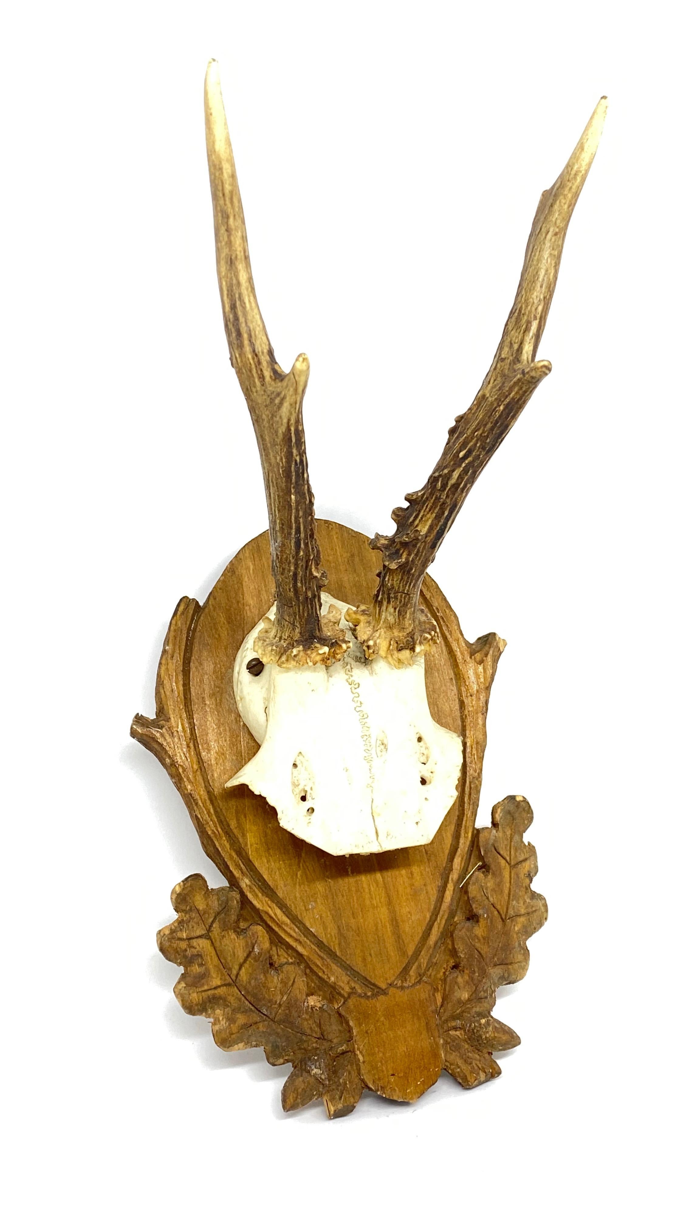 Hand-Carved Vintage Black Forest Deer Antler Trophy on Wood Carved Plaque, German, 1930s