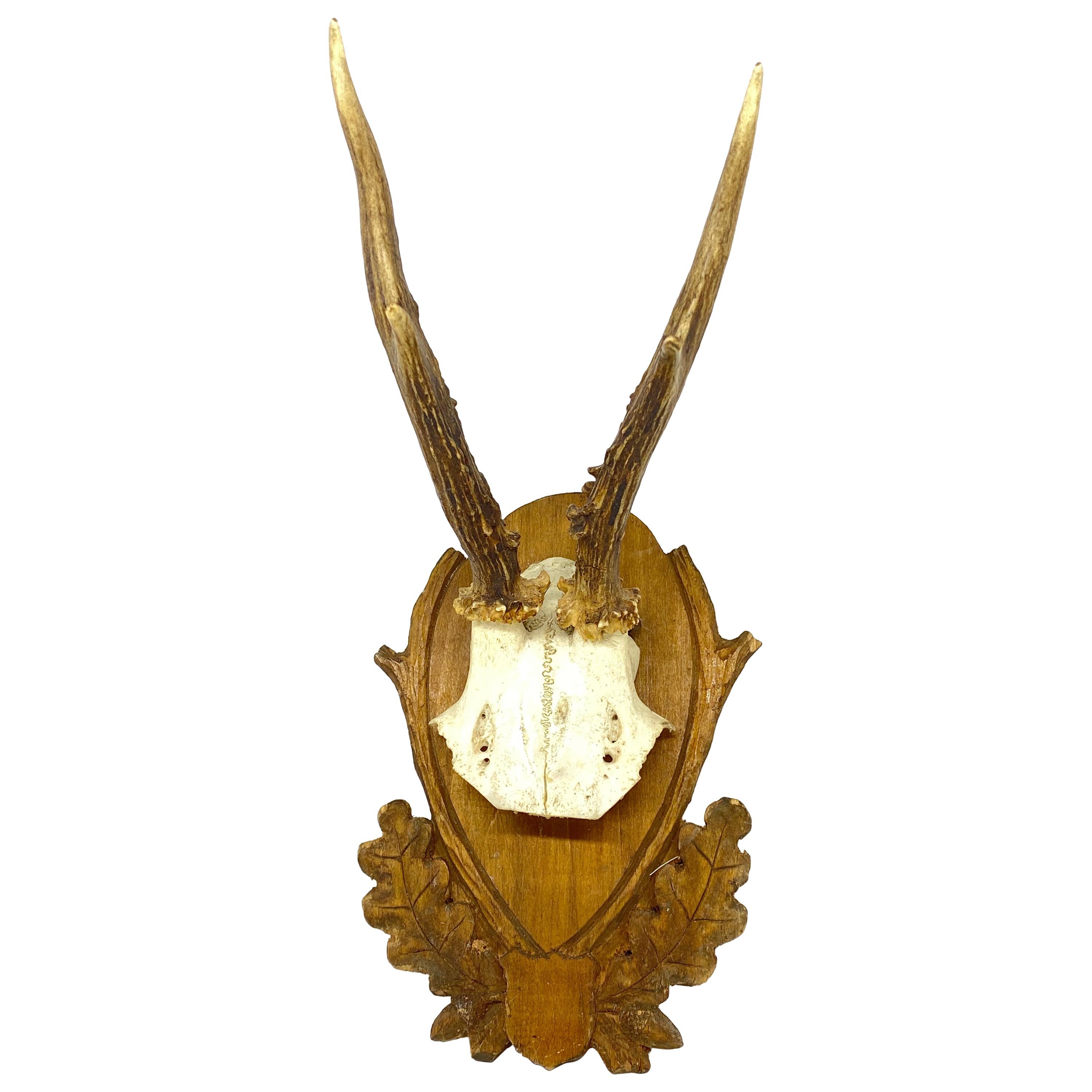 Vintage Black Forest Deer Antler Trophy on Wood Carved Plaque, German, 1930s