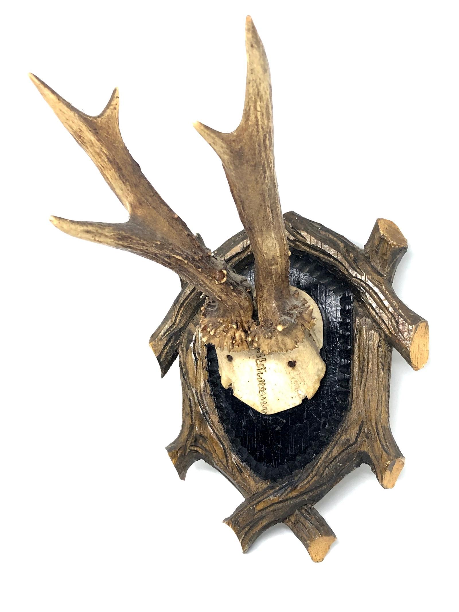 A beautiful vintage Black Forest deer antler trophy on hand carved, Black Forest wooden plaque. It measures approximate 8 1/4