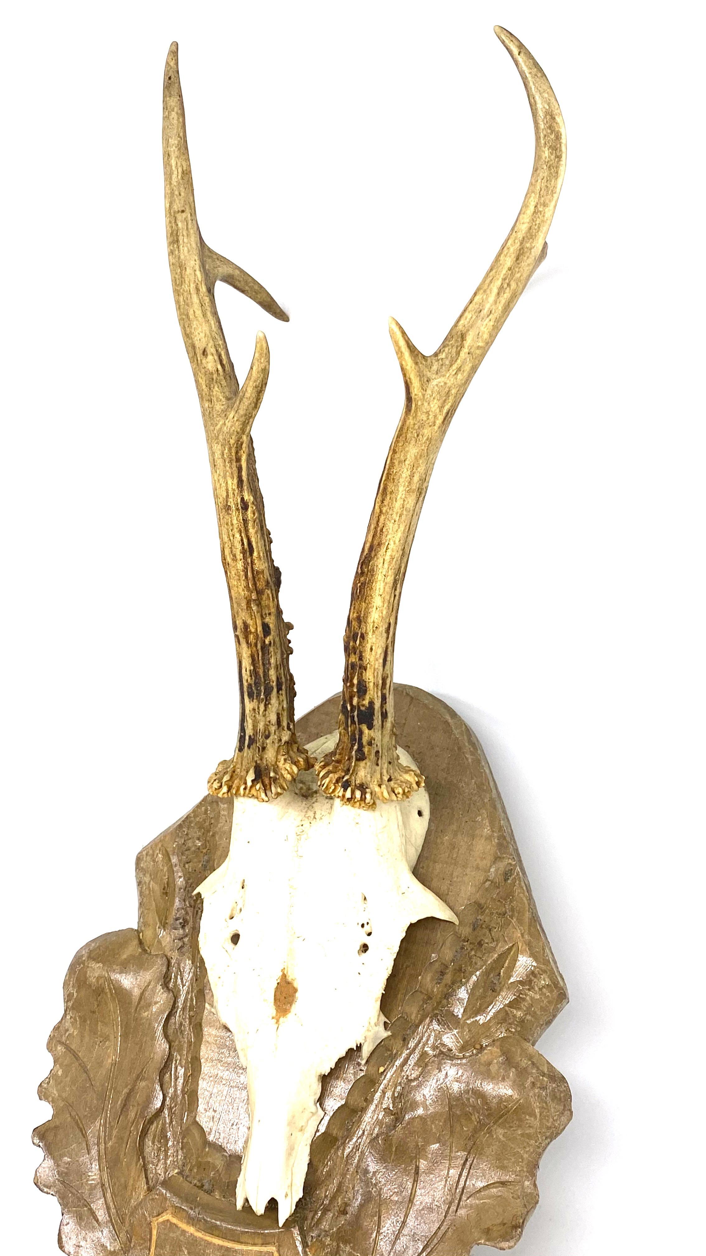 A beautiful vintage Black Forest deer antler trophy on hand carved, Black Forest wooden plaque. It measures approximate 16
