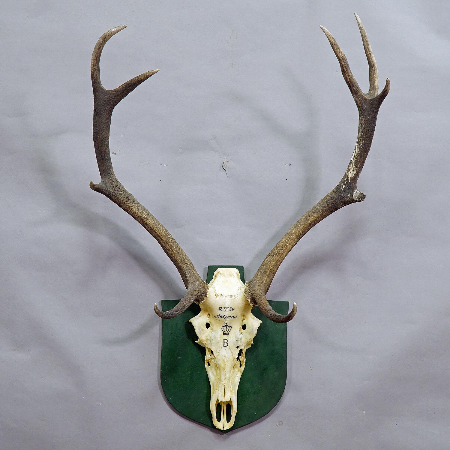 An uneven 10 pointer Black Forest deer trophy from the palace of Salem in South Germany. Shoot by a member of the lordly family of Baden in 1956. Handwritten inscriptions on the skull with, place of the hunt, family crest and date. Mounted on a