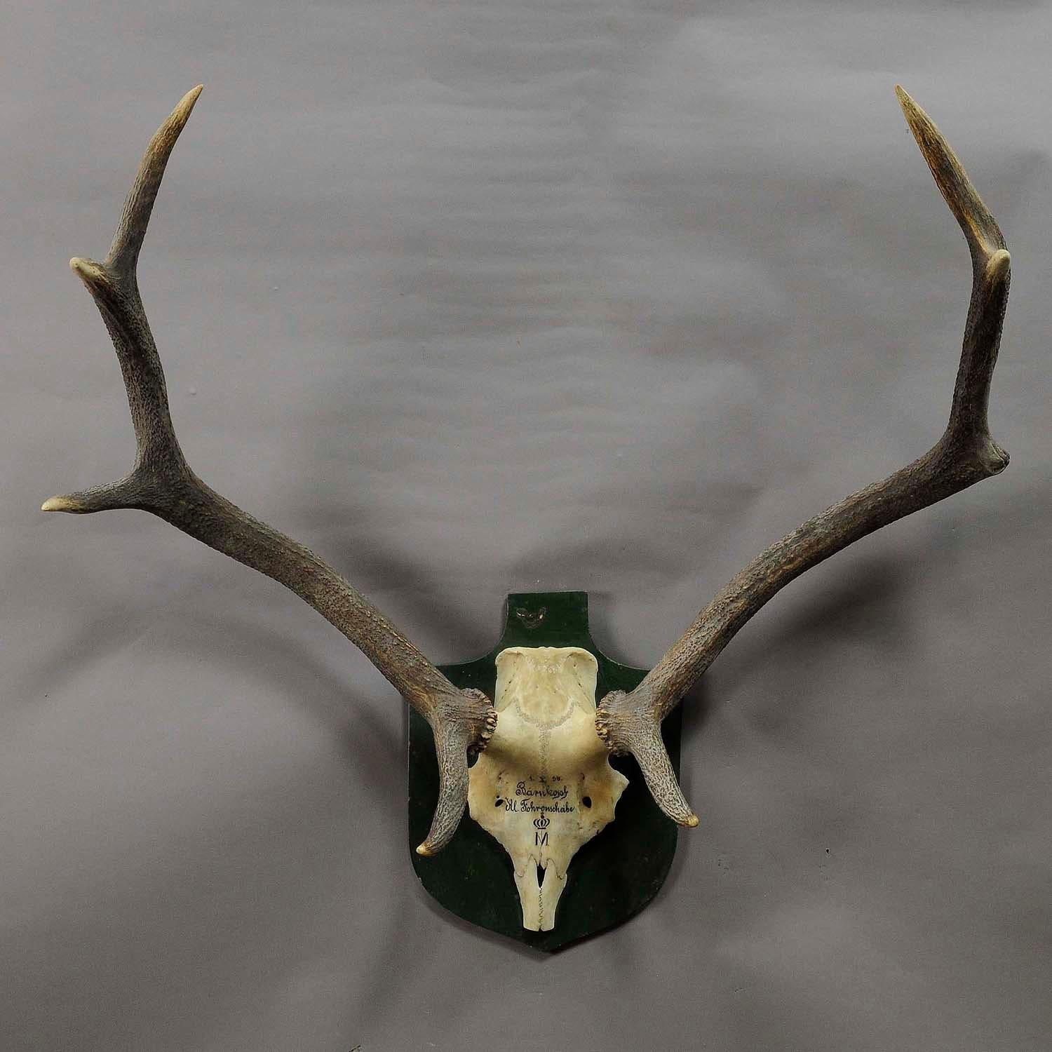 A great 8 pointer black forest deer trophy from the palace of Salem in south Germany. Shoot by a member of the lordly family of Badenin, 1956. Handwritten inscriptions on the skull with, place of the hunt, family crest and date 1956. Mounted on a