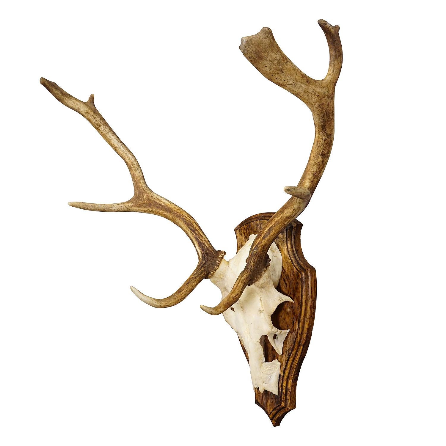 Vintage Black Forest Fallow Deer Trophy on Wooden Plaque
Item e7347
An nice falow deer (Dama dama) trophy from the Black Forest. The trophy was shot around 1950. The large antlers are mounted on an oak wood wall plaque with brown staining.