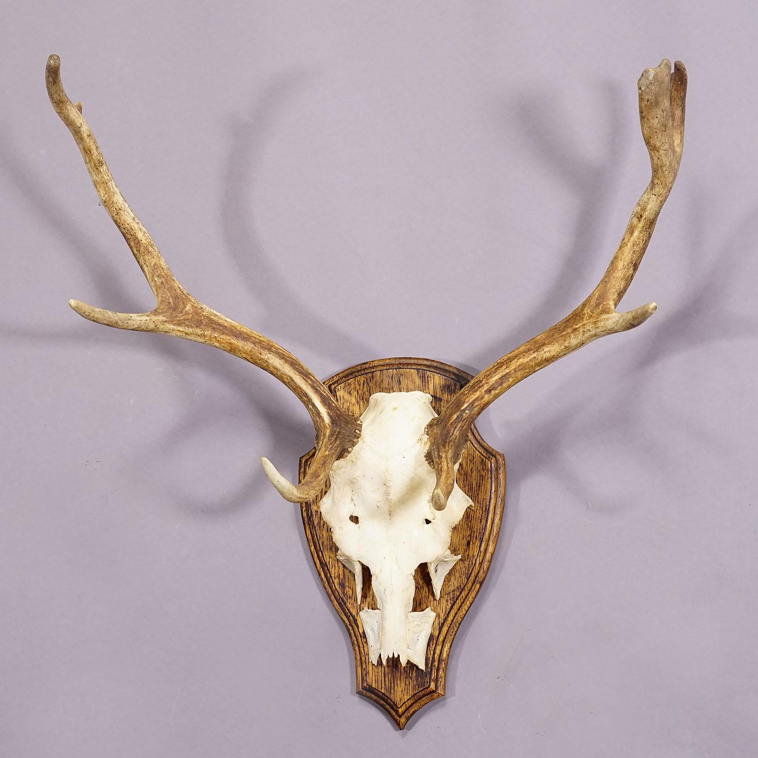 German Vintage Black Forest Fallow Deer Trophy on Wooden Plaque