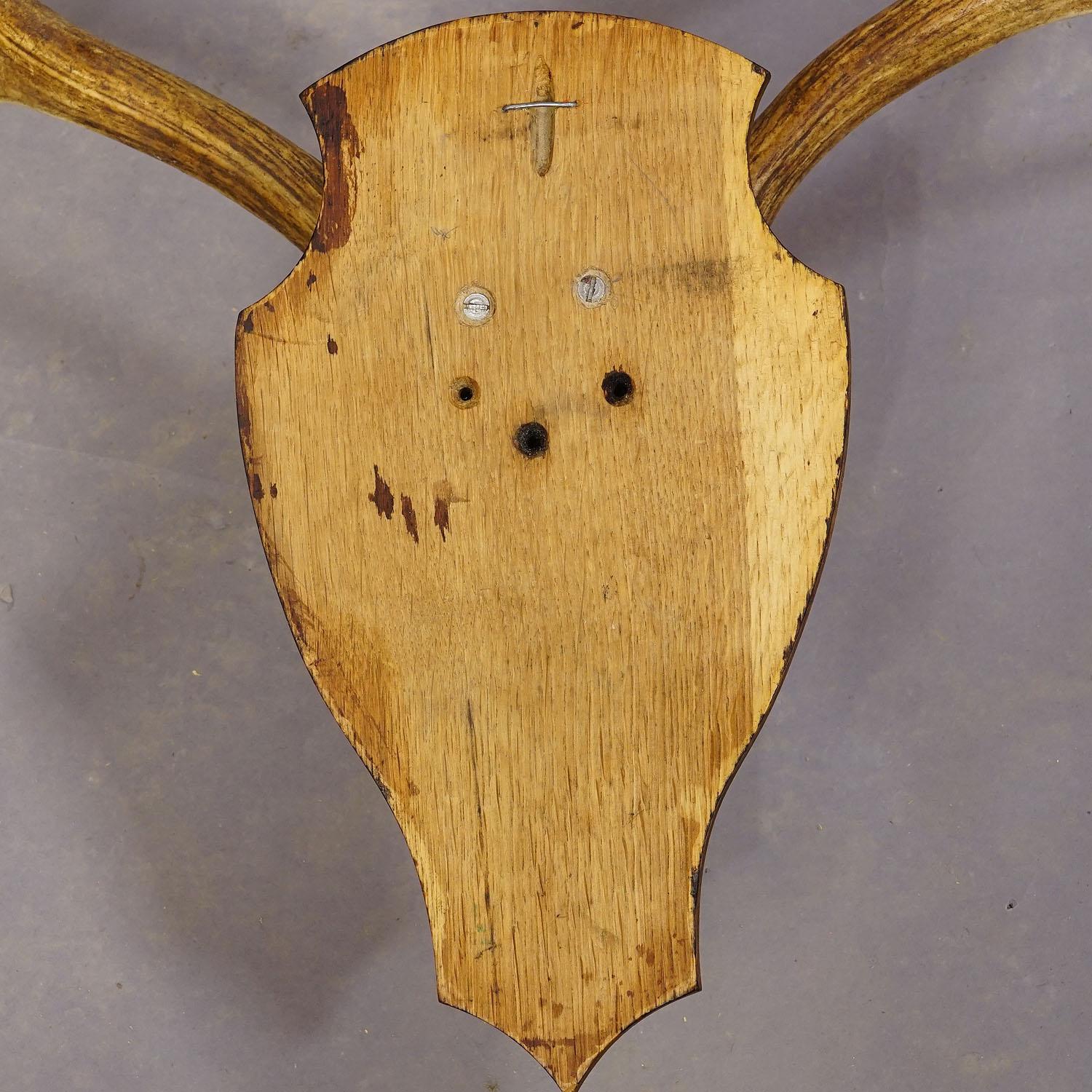 Vintage Black Forest Fallow Deer Trophy on Wooden Plaque In Good Condition In Berghuelen, DE