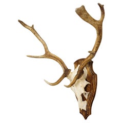 Vintage Black Forest Fallow Deer Trophy on Wooden Plaque