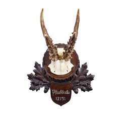 Trofeo di cervo Black Forest d'epoca su placca intagliata - Germania 1951