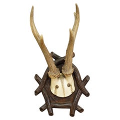 Vintage Black Forest Roe Deer Trophy on Carved Plaque 1930s