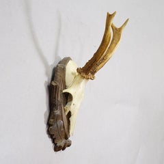 Vintage Black Forest Roe Deer Trophy on Carved Plaque 1950s