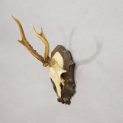 Vintage Black Forest Roe Deer Trophy on Carved Plaque 1950s