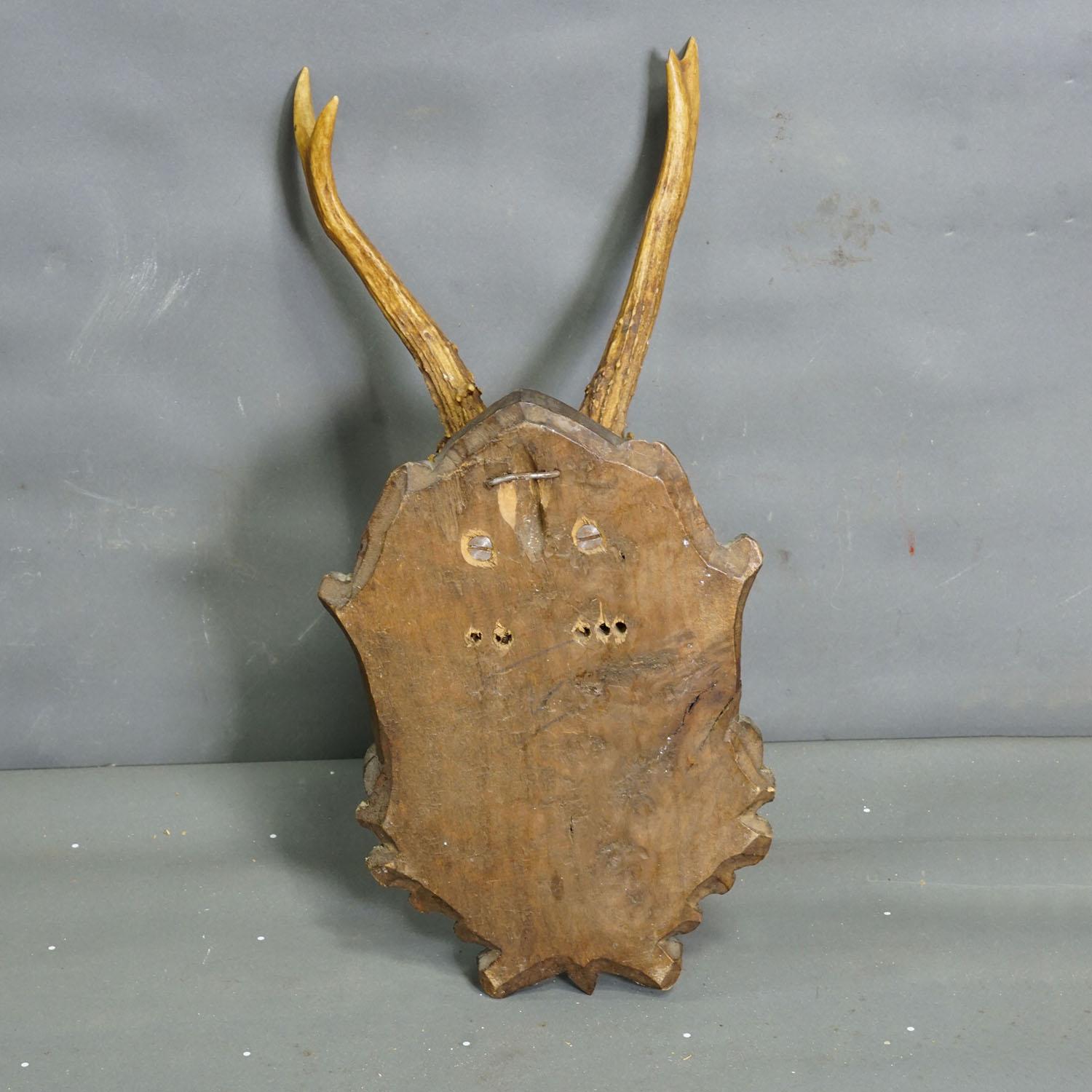 Vintage Black Forest Reh-Trophäe auf geschnitzter Plakette 1950er Jahre im Zustand „Gut“ im Angebot in Berghuelen, DE