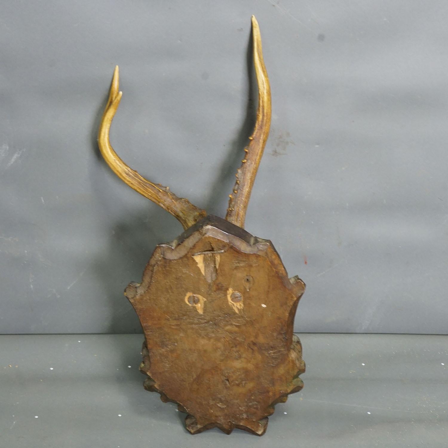 Vintage Black Forest Reh-Trophäe auf geschnitzter Plakette 1950er Jahre im Zustand „Gut“ im Angebot in Berghuelen, DE
