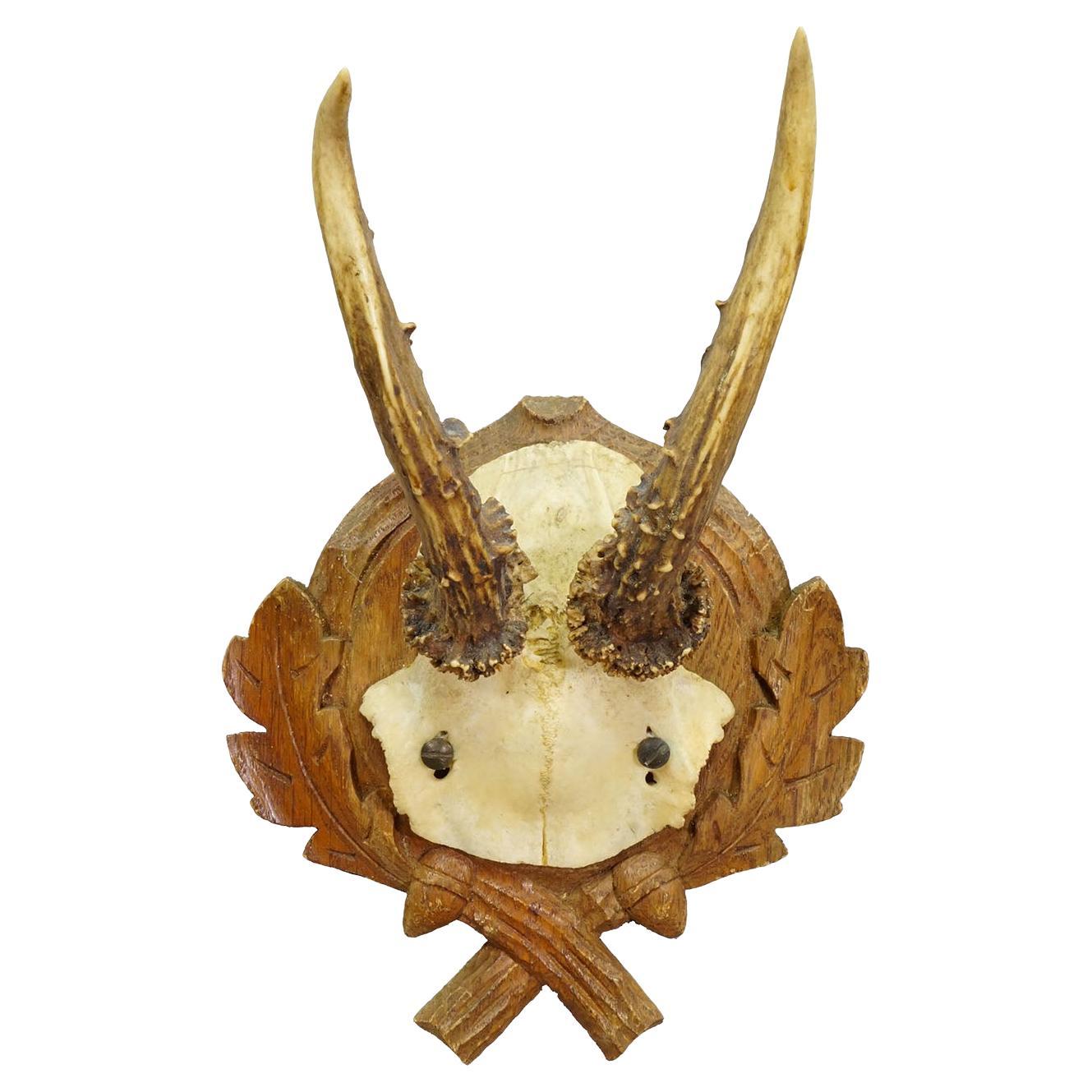 Vintage Black Forest Roe Deer Trophy on Carved Plaque 1950s