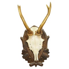 Trofeo di capriolo Black Forest d'epoca su placca intagliata 1950s
