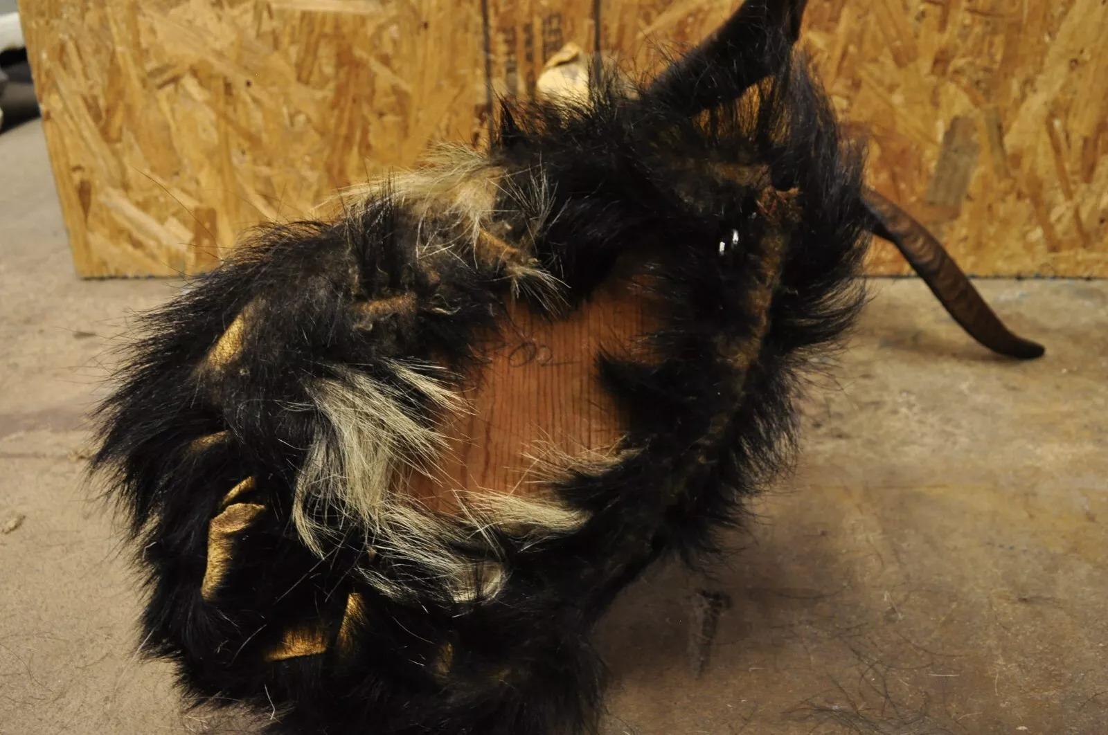 Horn Vintage Black & Tan Catalina Longhorn Goat Ram Shoulder Mount Wall Taxidermy For Sale