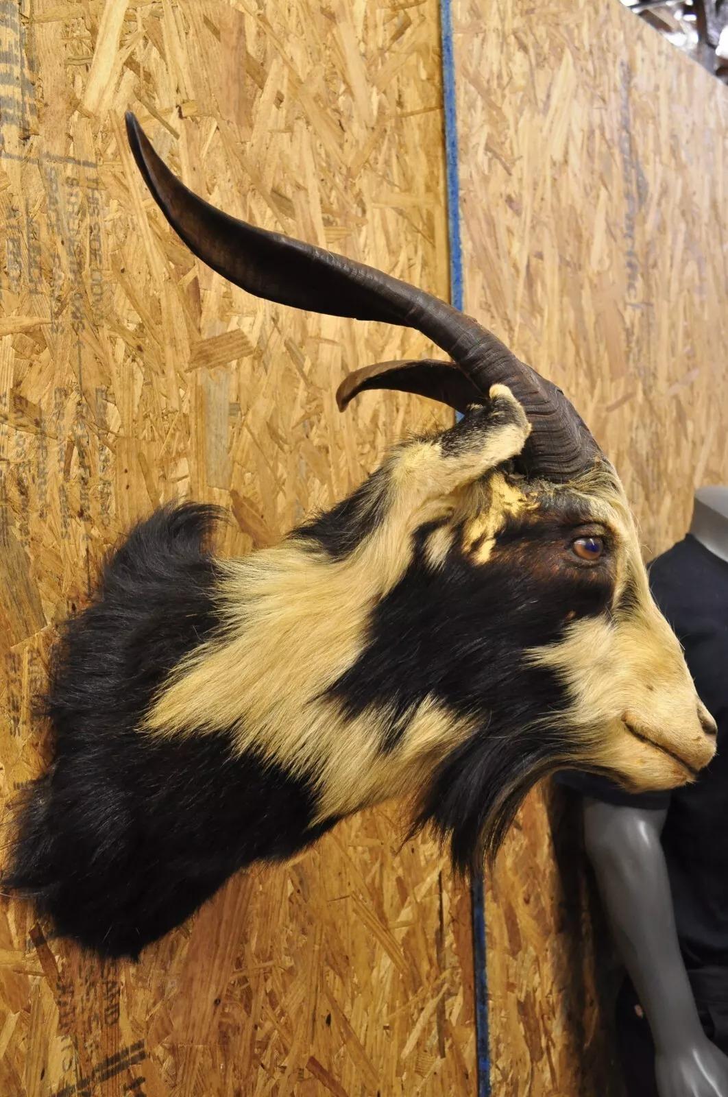 Vintage Black & Tan Catalina Longhorn Goat Ram Shoulder Mount Wall Taxidermy For Sale 1