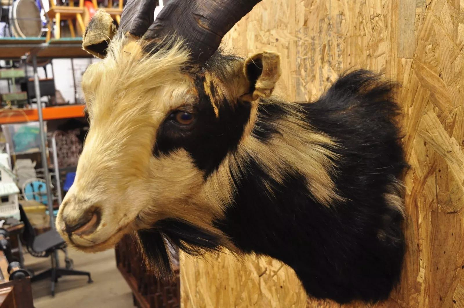 Vintage Black & Tan Catalina Longhorn Goat Ram Shoulder Mount Wall Taxidermy For Sale 2