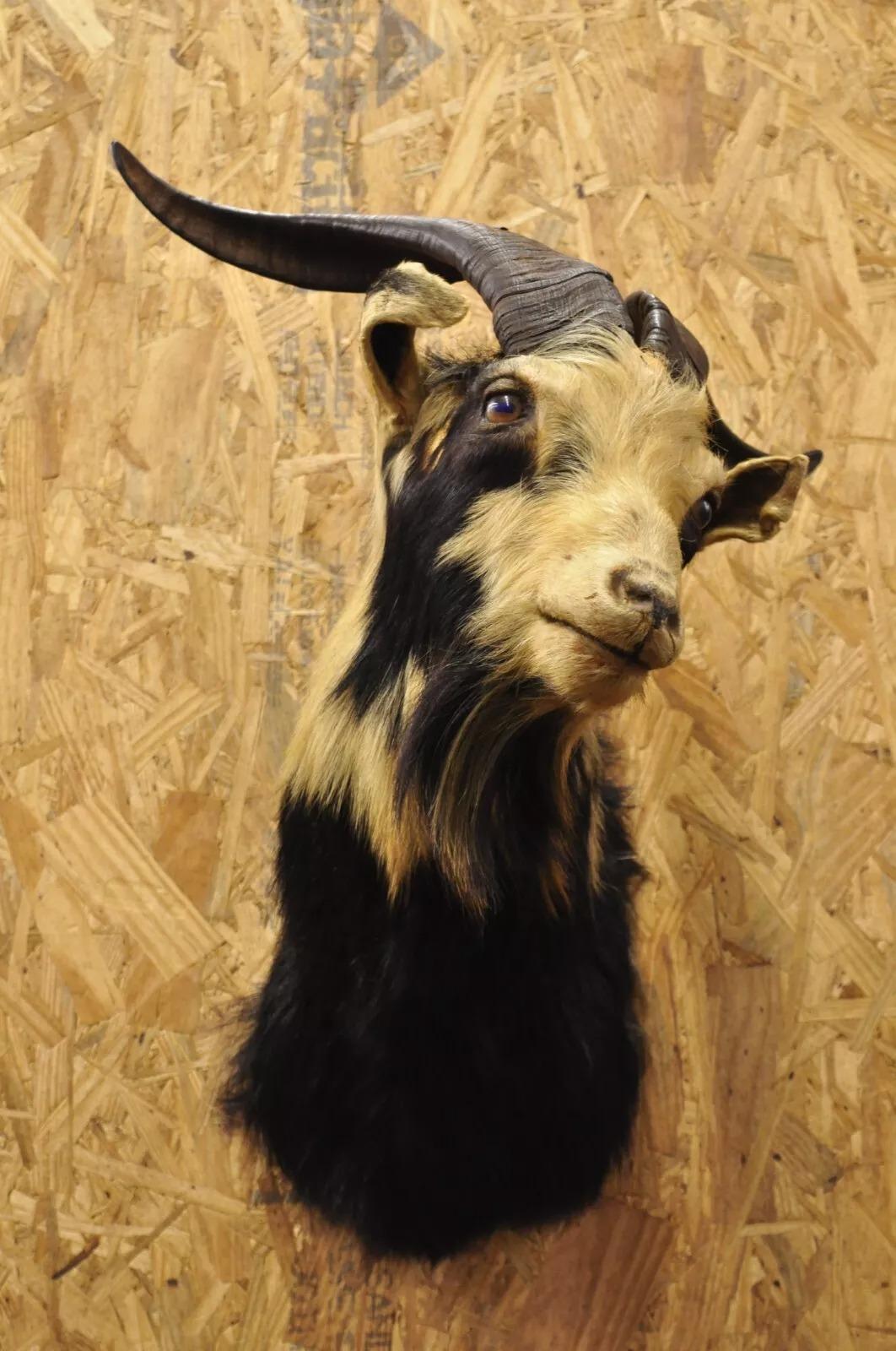 Vintage Black & Tan Catalina Longhorn Goat Ram Shoulder Mount Wall Taxidermy. Circa Late 20th Century. Measurements (Overall): 24