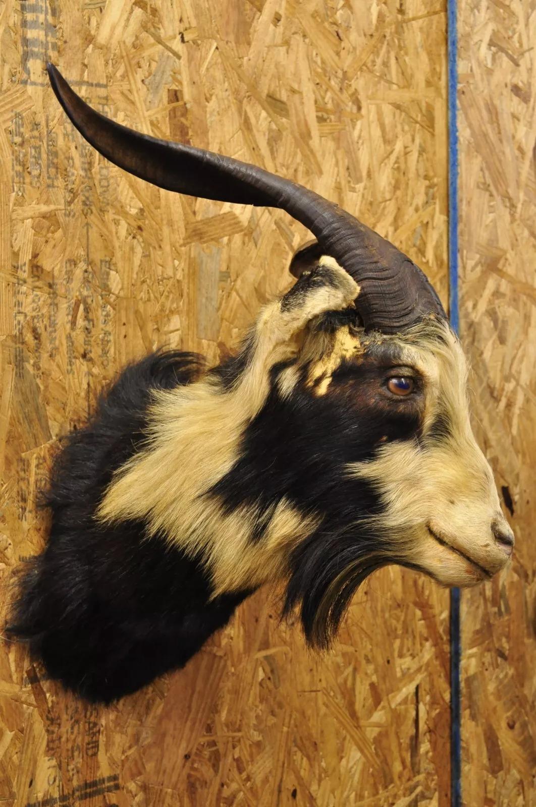 catalina goat
