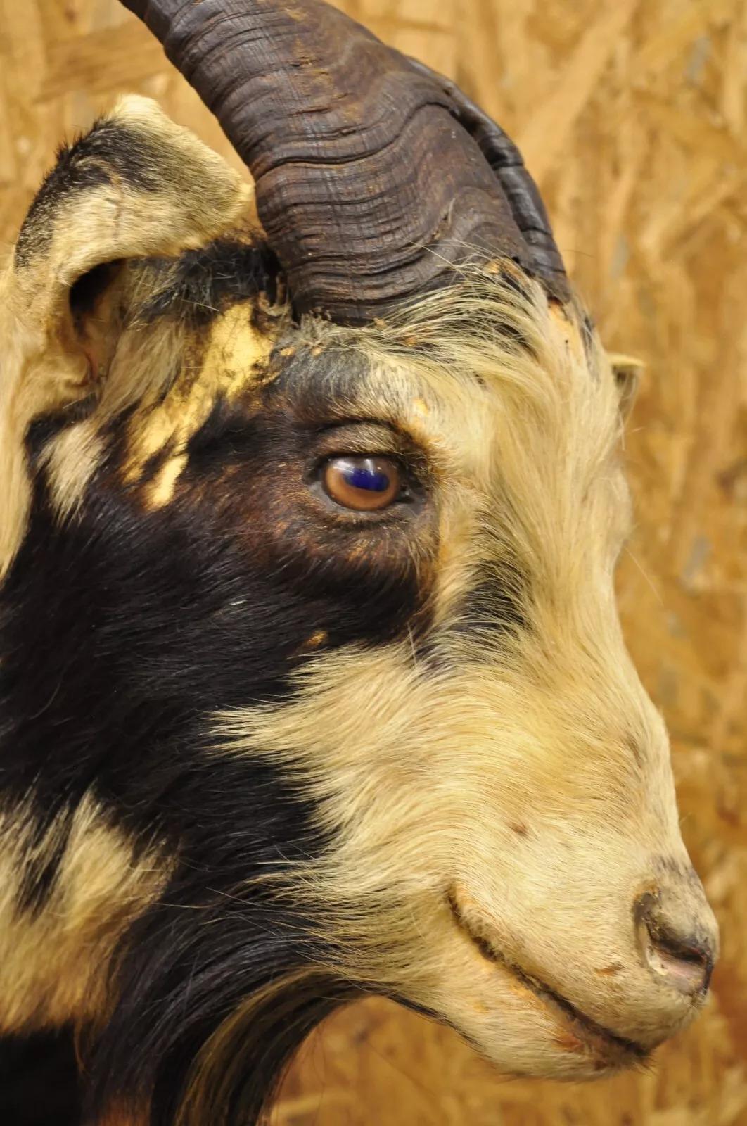 catalina ram