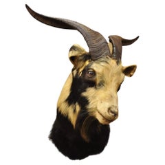 Taxidermia de pared Vintage Black & Tan Catalina Longhorn Goat Ram Shoulder Mount