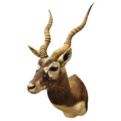 Vintage Blackbuck Antelope Shoulder Mount Taxidermy Wall Decor 14" Horns