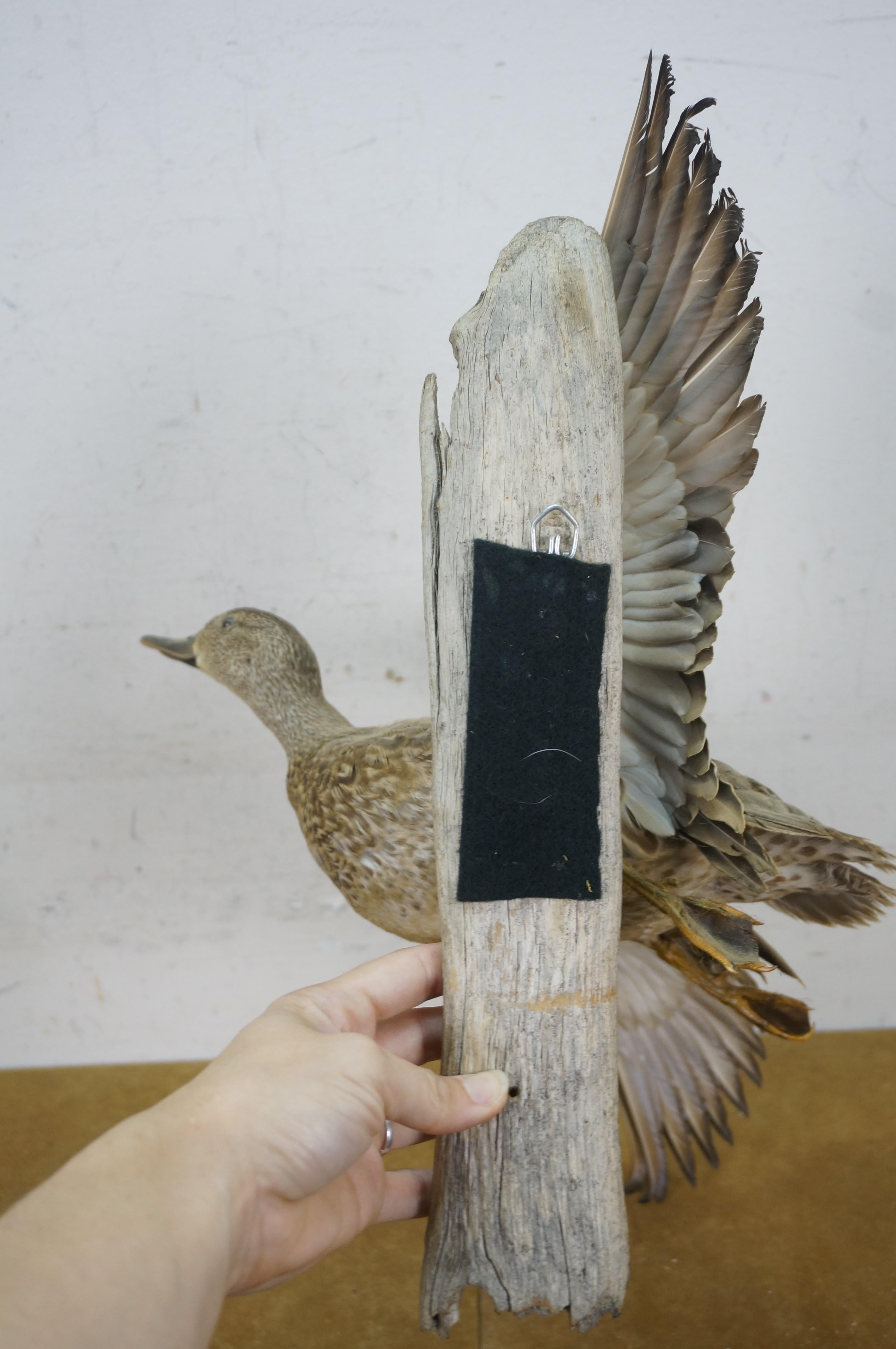 Vintage Blue Wing Teal Drake Duck Taxidermy Wall Mount Waterfowl Bird 21