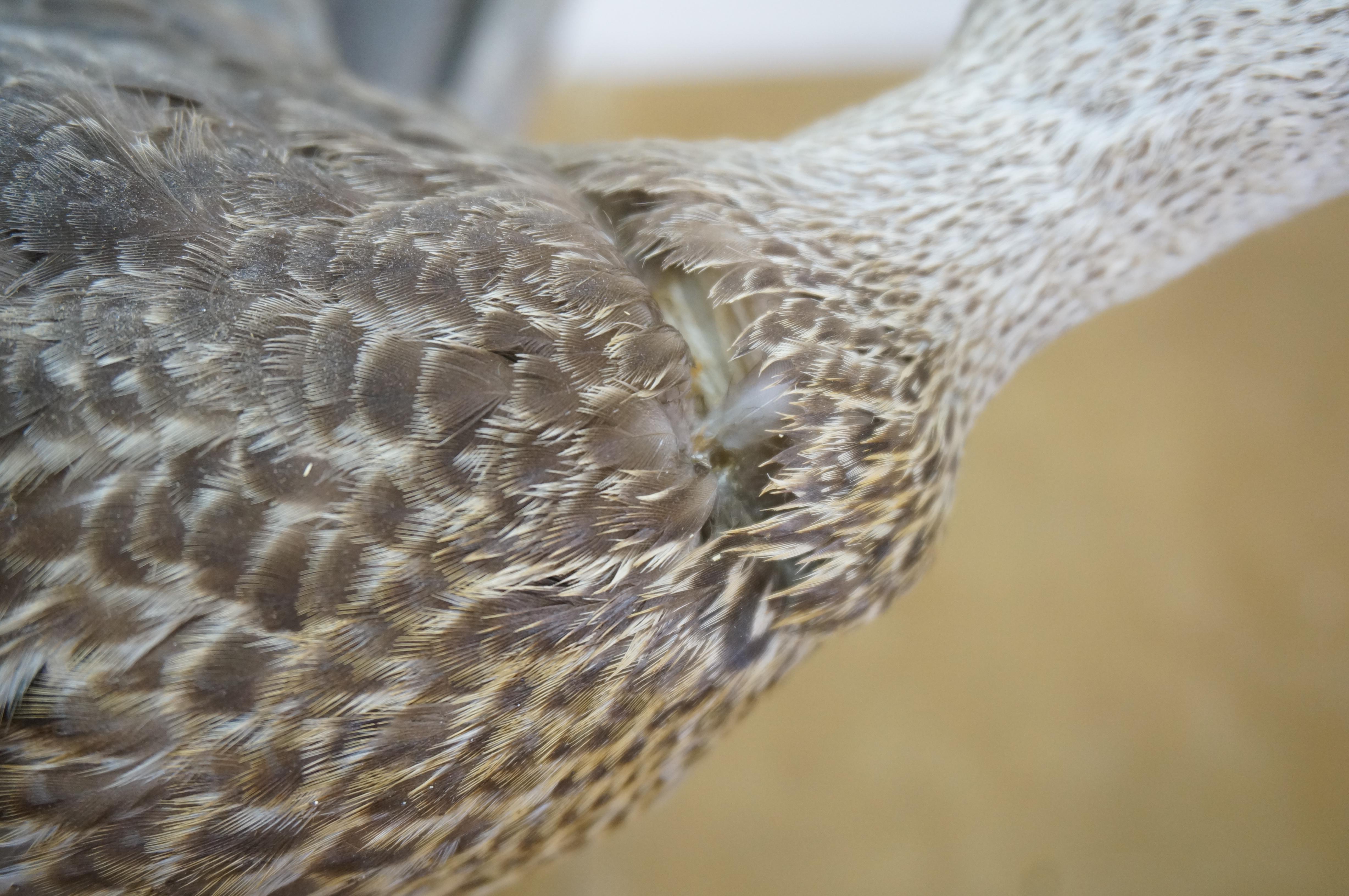 Vintage Blue Wing Teal Drake Duck Taxidermy Wall Mount Waterfowl Bird 21