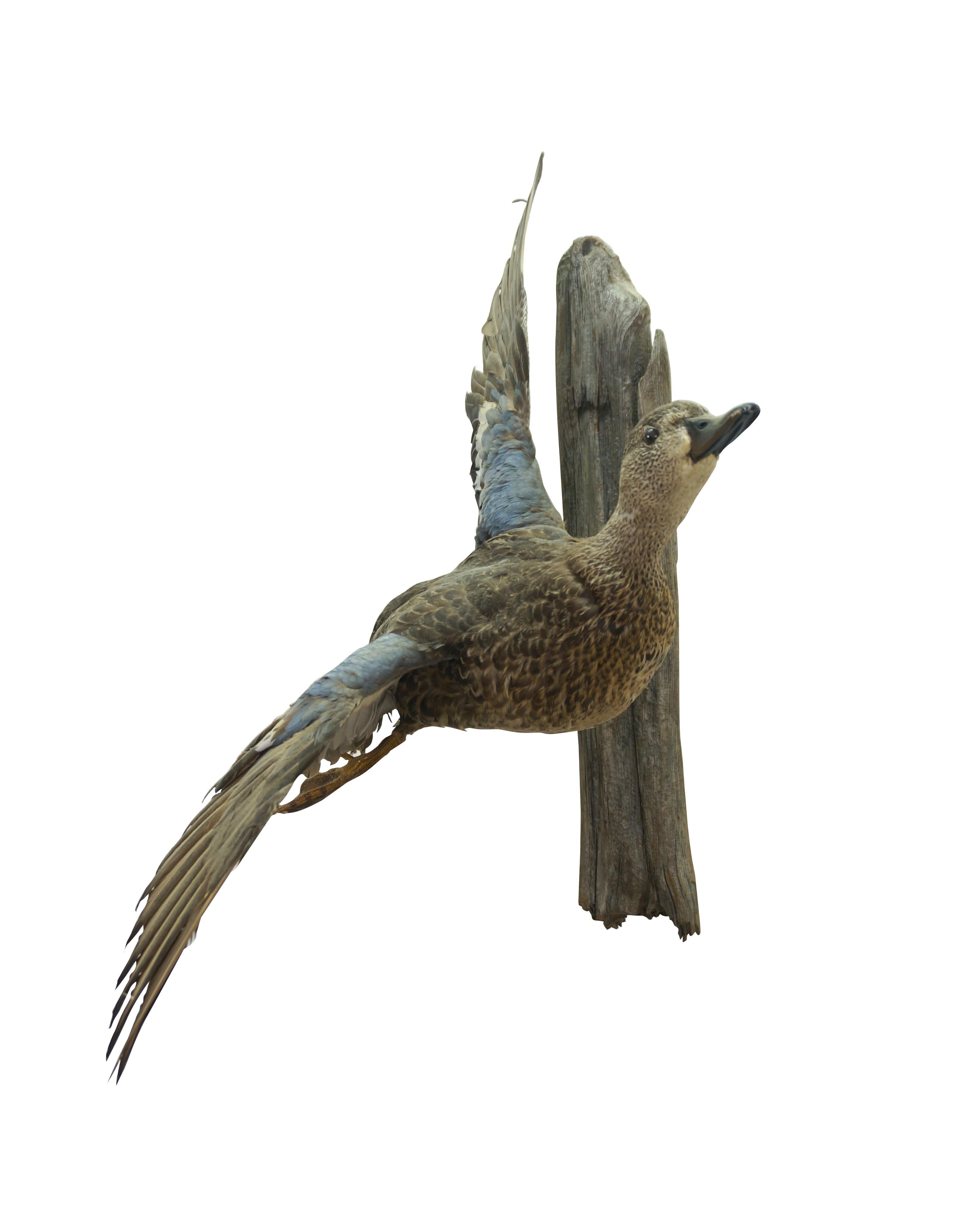Vintage Blue Wing Teal Drake Duck waterfowl game bird taxidermy mount featuring the duck in flight on driftwood plaque.

Dimensions:
11